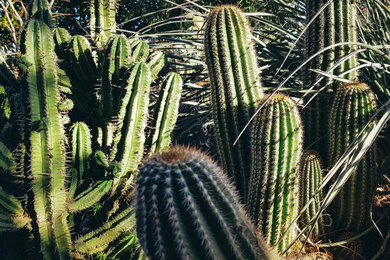 a close up view of several large cactus plants