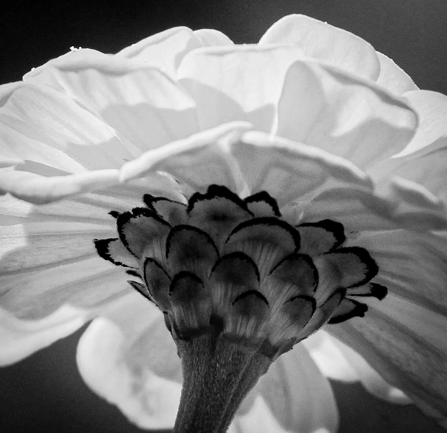 an image of a flower close up in black and white