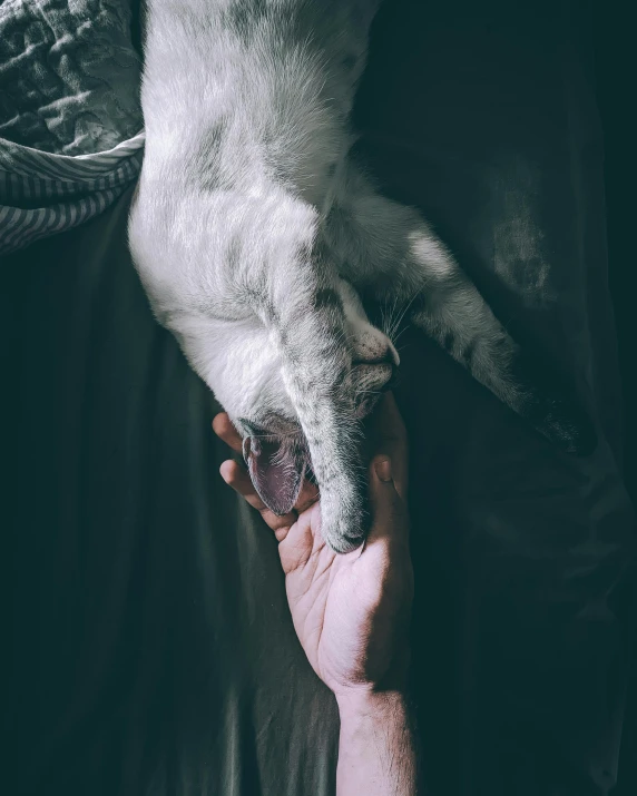 a person is holding a dog's face