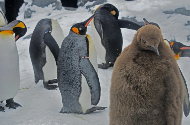 a group of penguins walk along the snow