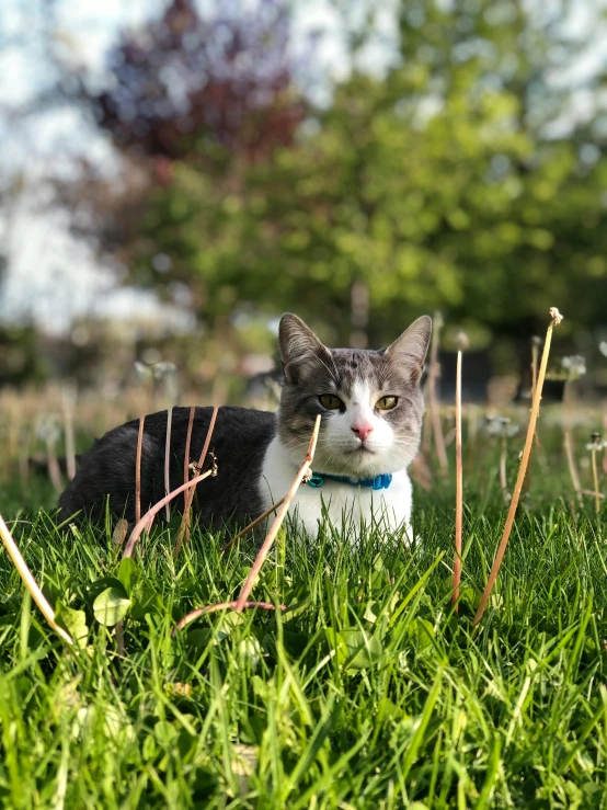 a cat is sitting in the grass and staring at soing