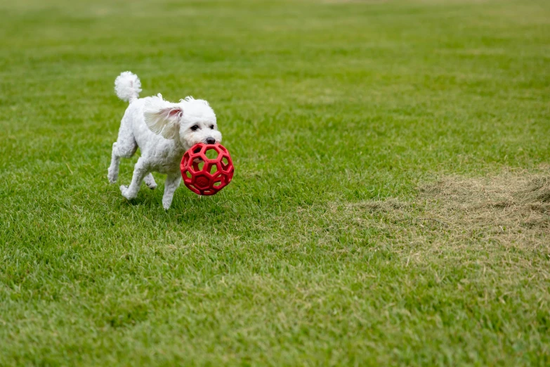a dog is running through the grass with a ball