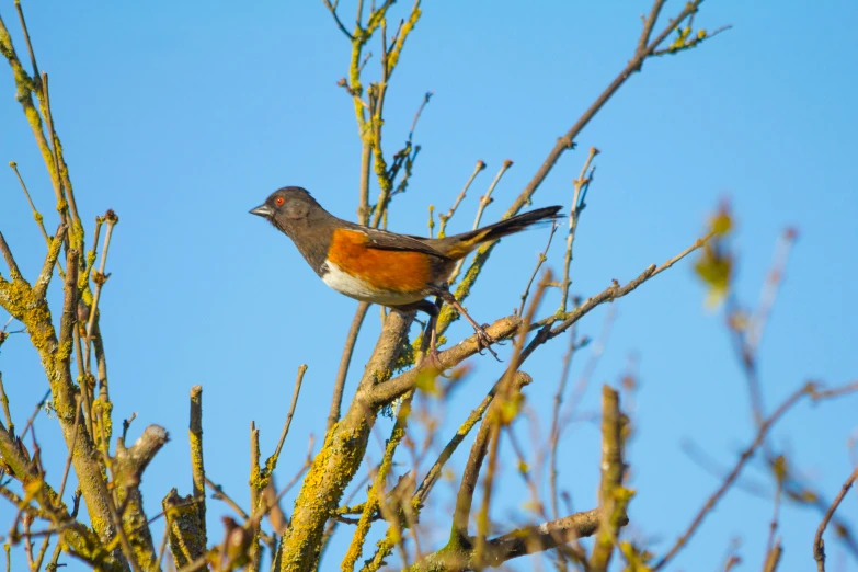 a small bird sitting in the nches of a tree