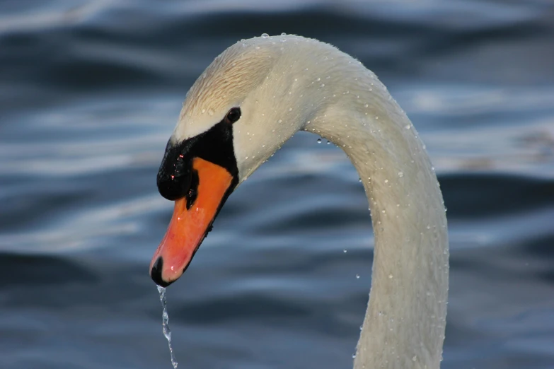 a white swan is in the water by itself