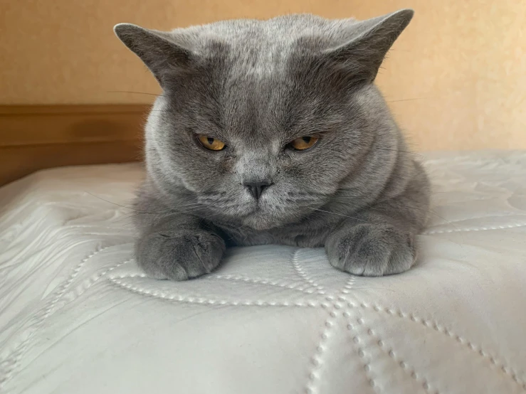 a gray cat laying on top of a bed