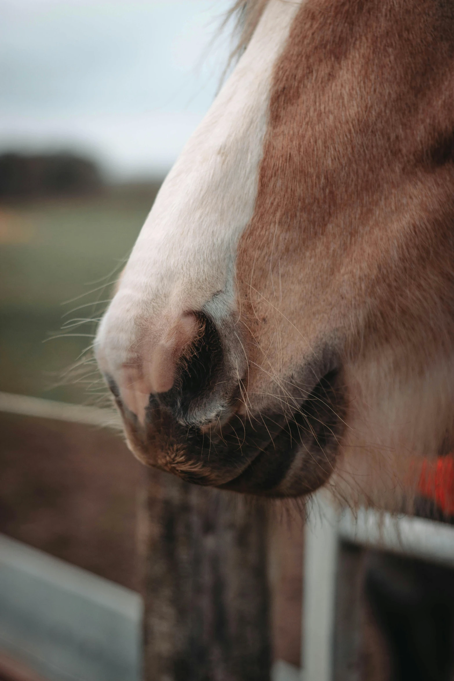 a horse peering its head over the fence