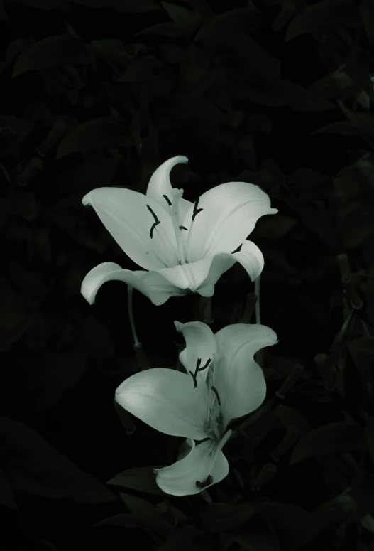 two large white flowers are in a black background
