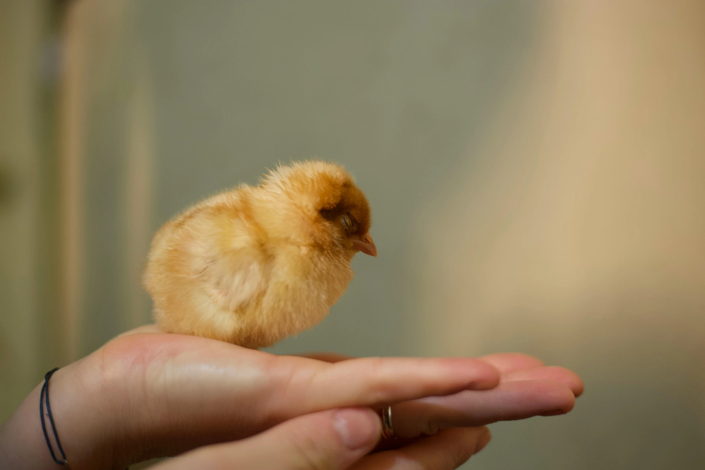 a hand holding a small yellow baby bird