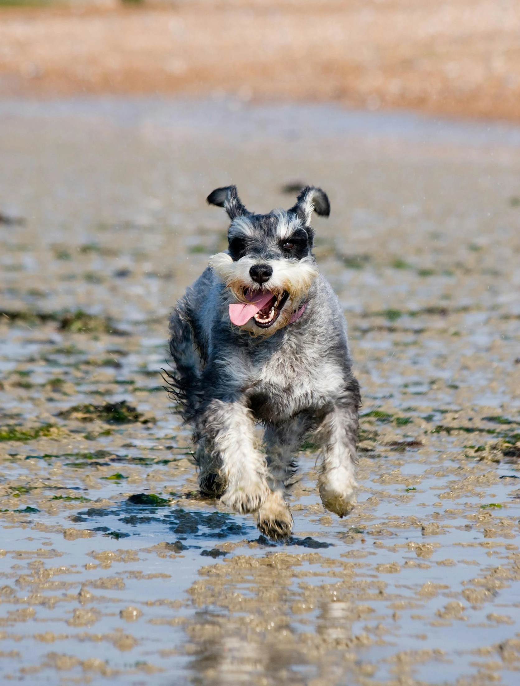 a gray and white dog running through some shallow water