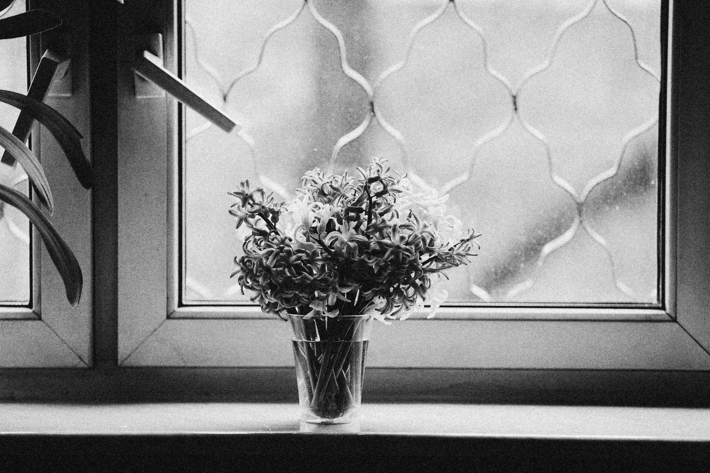 some white flowers sitting in front of a window