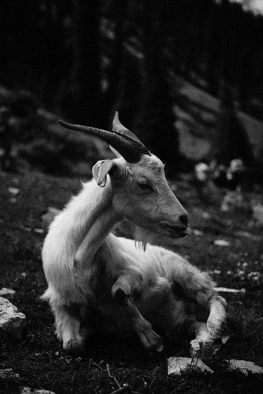 an animal laying on top of some grass