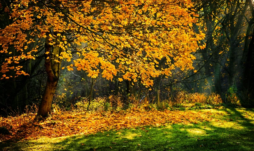 a field of green grass and trees in the fall