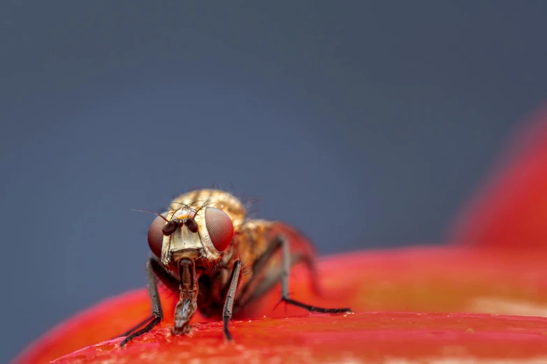 a fly sits on top of an apple