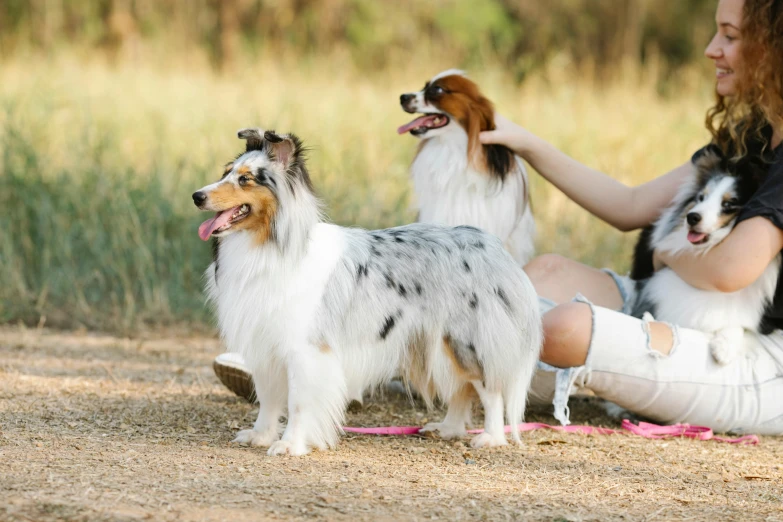 three different colored dogs are sitting on the ground