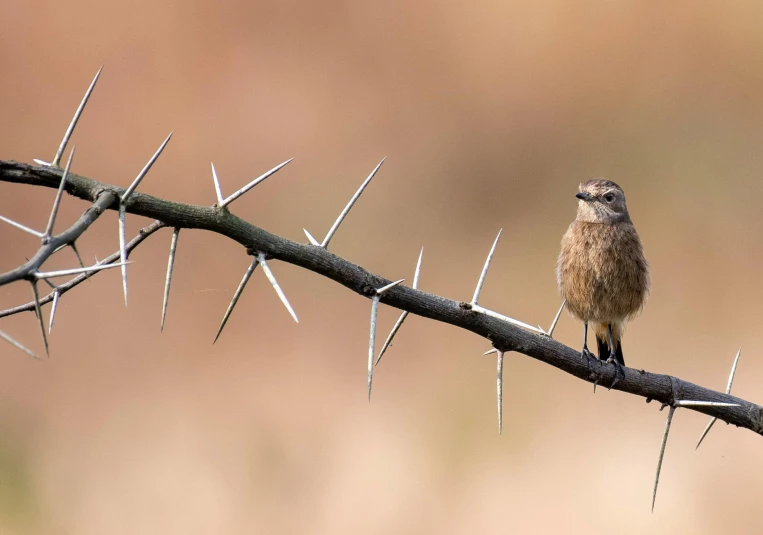 small bird sitting on top of a cactus nch