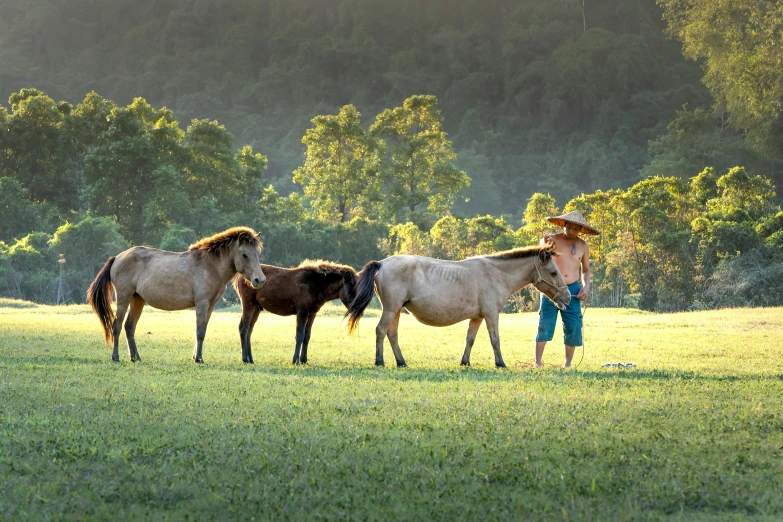 three horses stand in the grass with a man