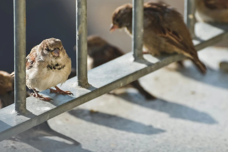 birds are on a ledge and waiting to be kept