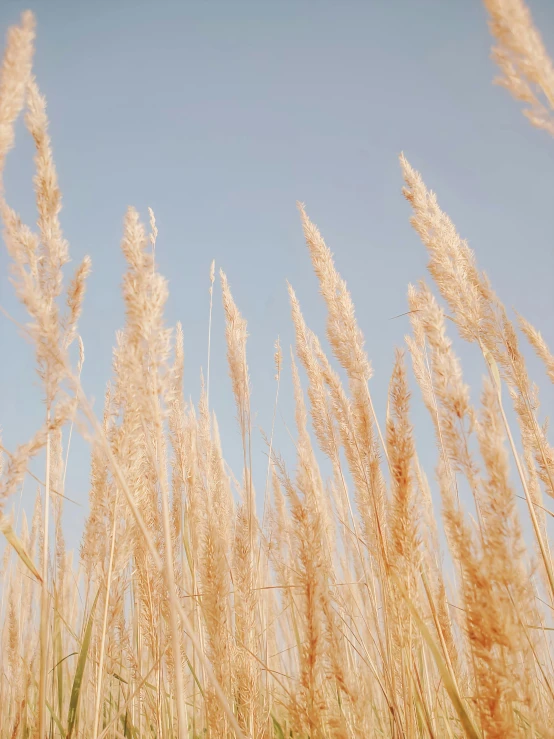 the view of tall grass on a clear day