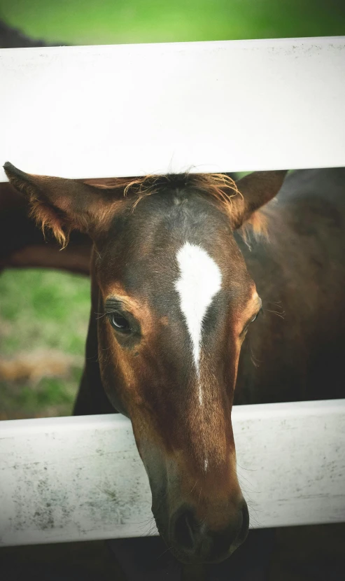 an animal that is peeking through the window