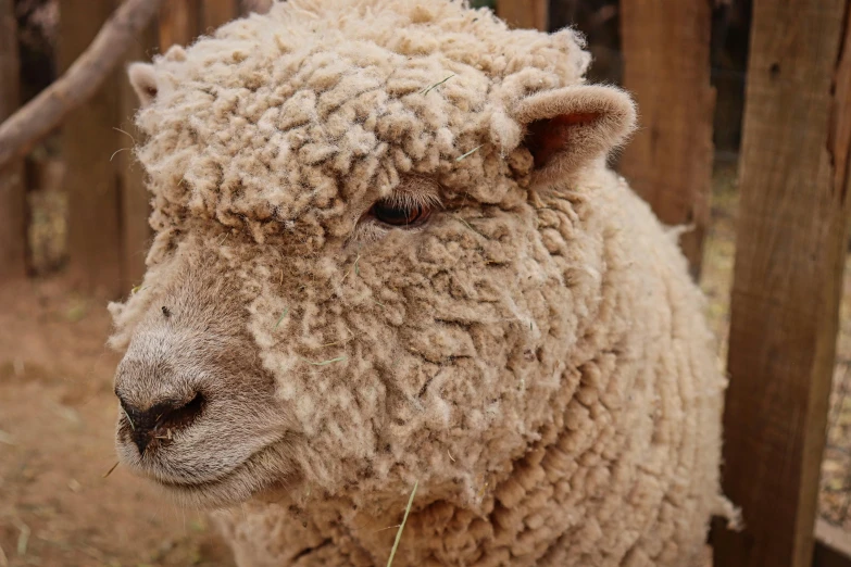 the close up of an unidentifiable sheep with fur on it's face