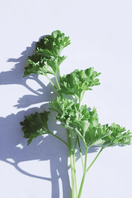 a plant growing out of the soil and long stems of some type of green plant