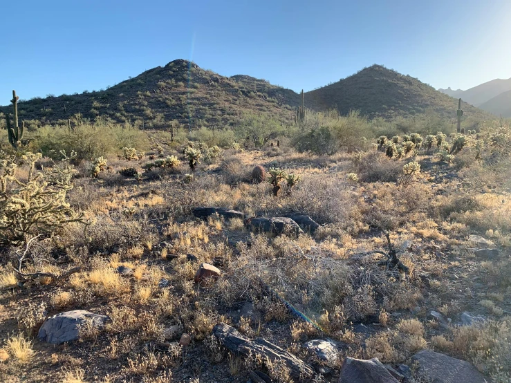 a small group of mountains and cactus trees