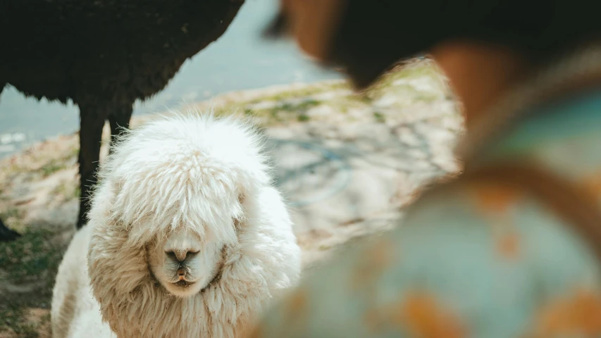 a group of people watching an animal in a mountain