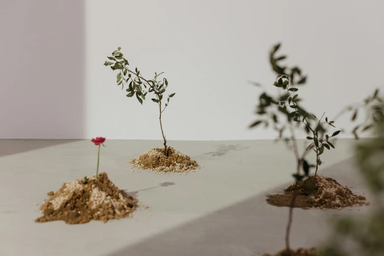 a group of plants in dirt on a table