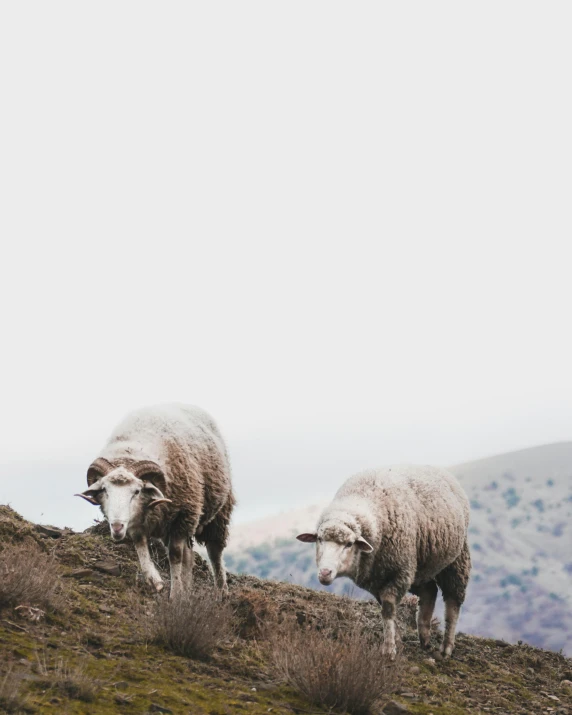 two sheep that are walking on a hill