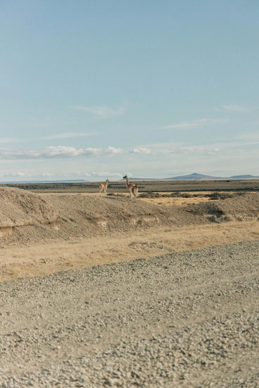 two giraffes in the background standing in a desert landscape