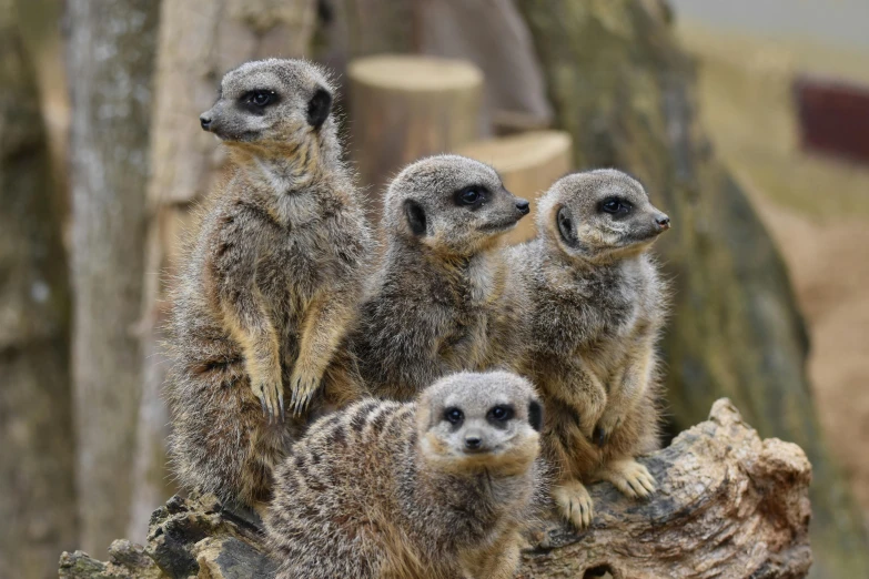 three little meerkats standing near the camera on top of a tree nch