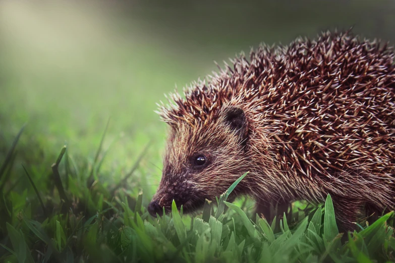 the small hedgehog is wandering about in the tall grass