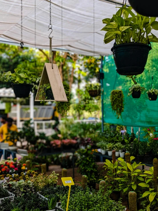 lots of plants that are hanging from chains