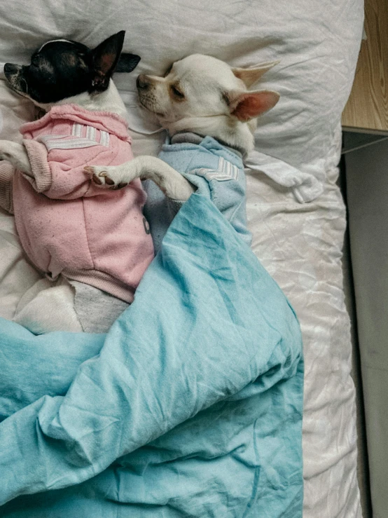 two small dogs cuddled up next to each other