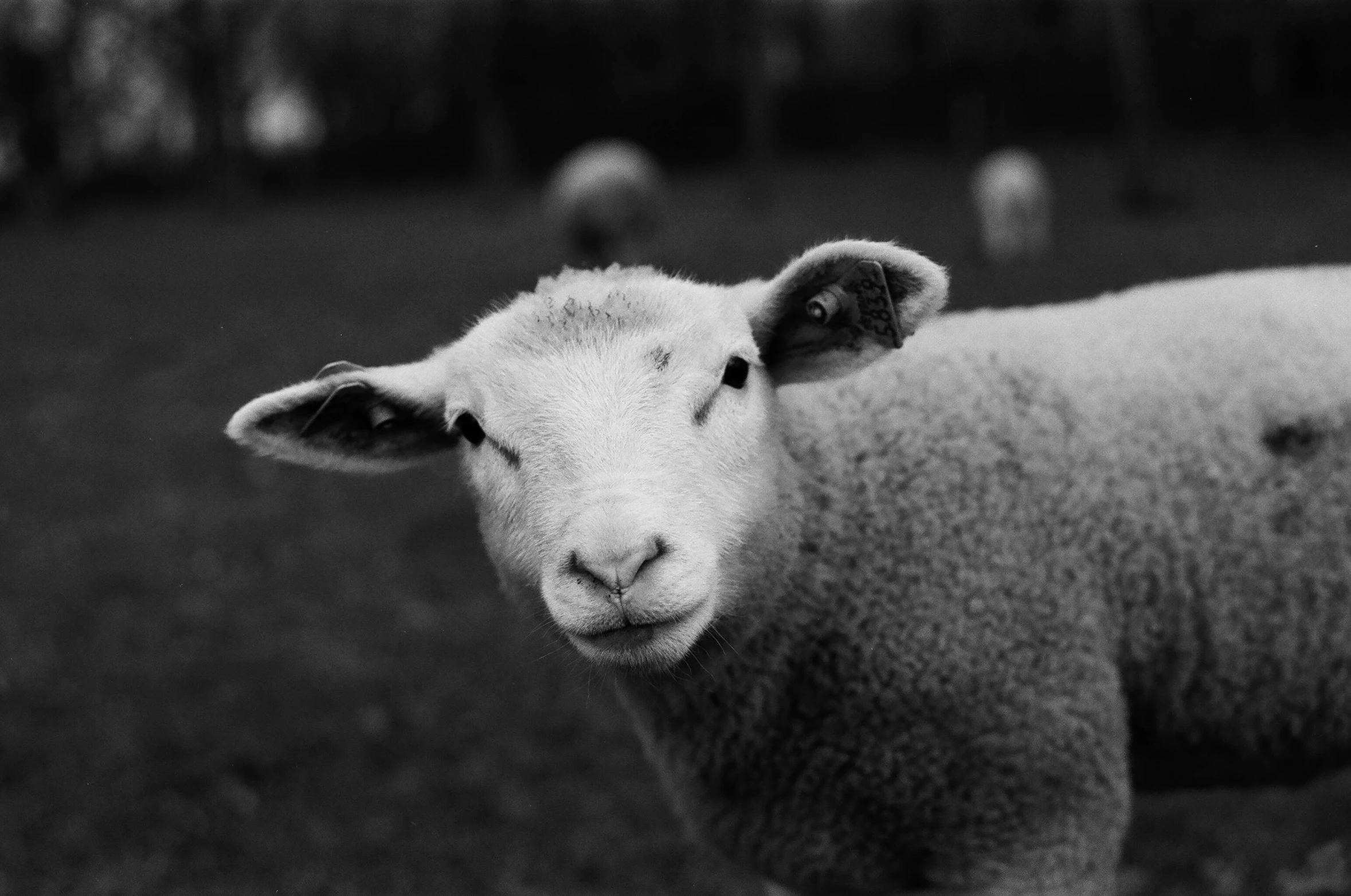 a sheep standing in the grass with others behind it