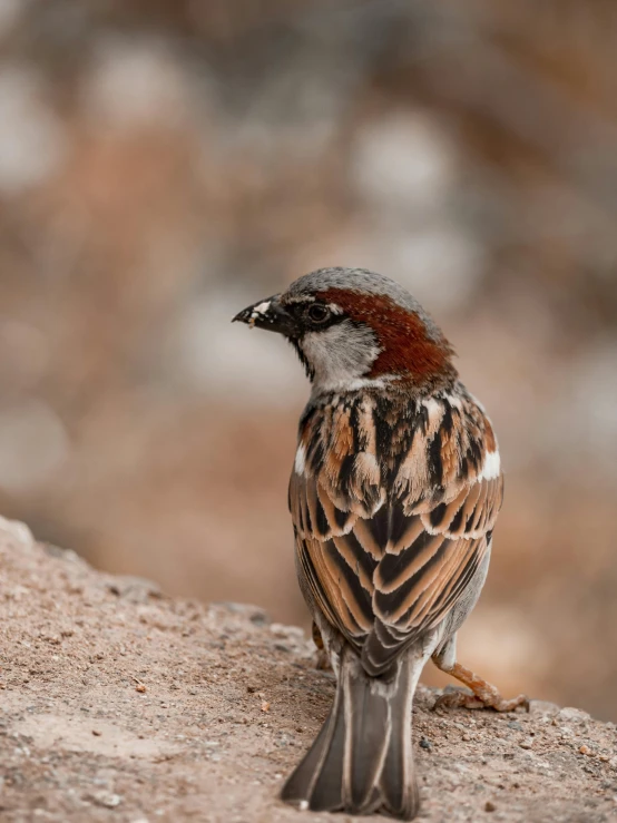 a small bird is sitting on the ground