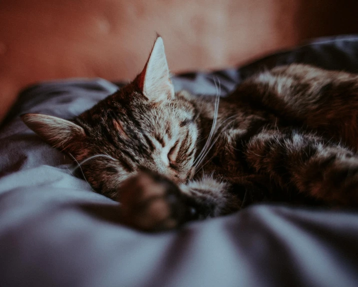 a close up of a cat sleeping on a bed