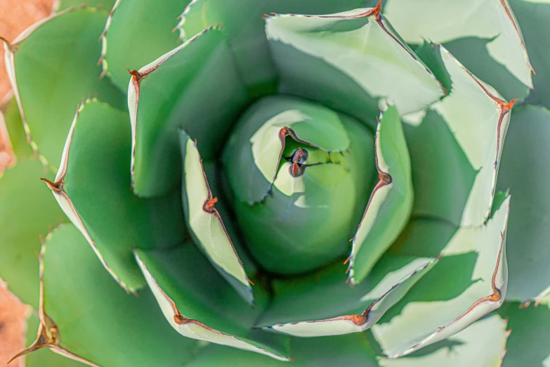 a green flower with red and orange petals