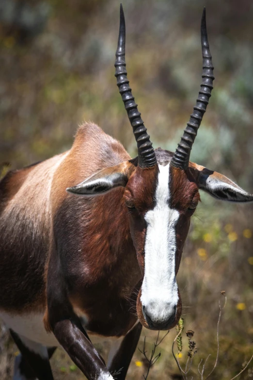 a horned animal with very large horns walking on the savannah