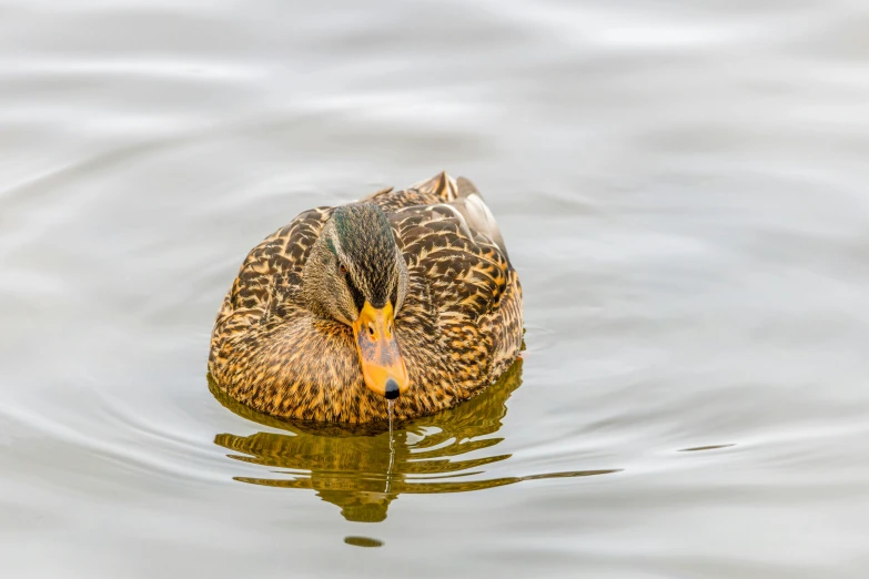 a duck is swimming on top of the water