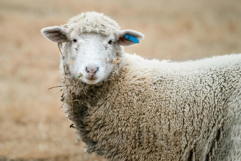 a sheep has two blue tags on it's ears