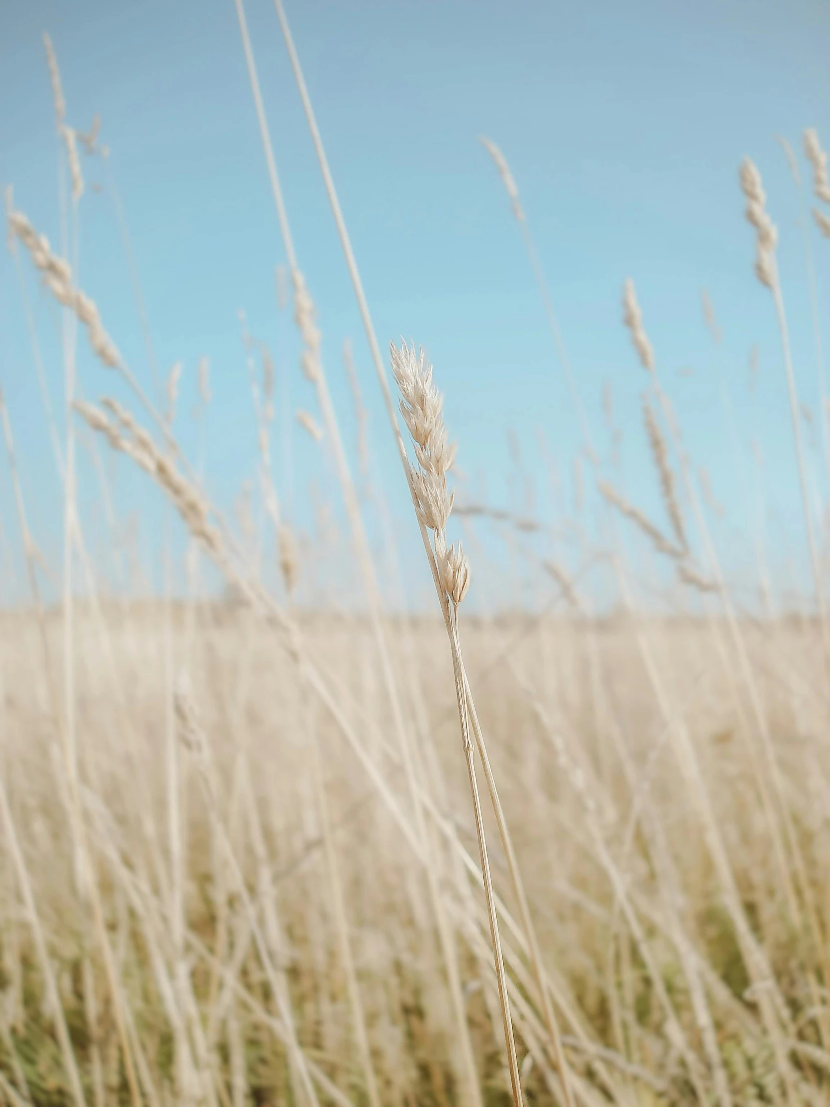 a tall grassy field with a few thin reeds in the foreground