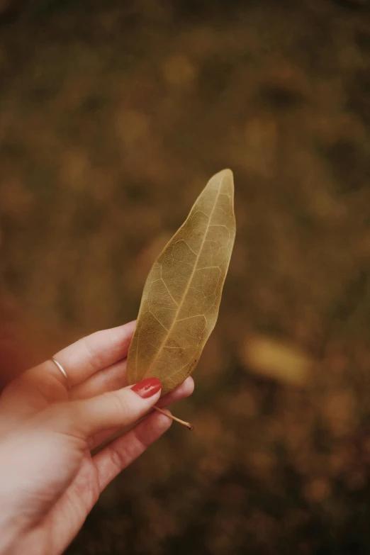 woman's hand holding a leaf in the dark