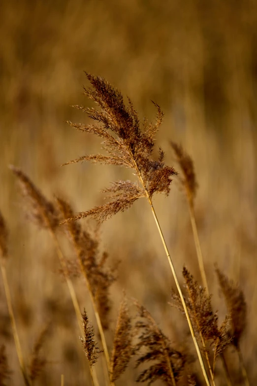 some brown grass and some long yellow flowers