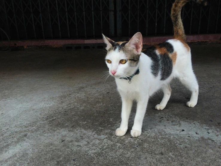 a black, brown, white and orange cat is on concrete