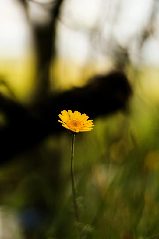 yellow daisy in the middle of green grass