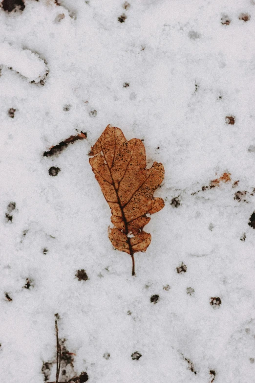 a fallen leaf in the snow and dog paw prints