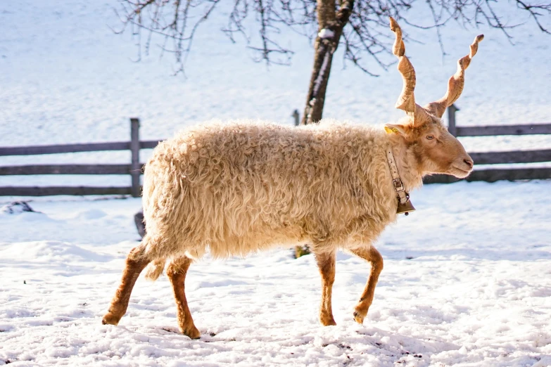 a goat standing in the snow with long horns