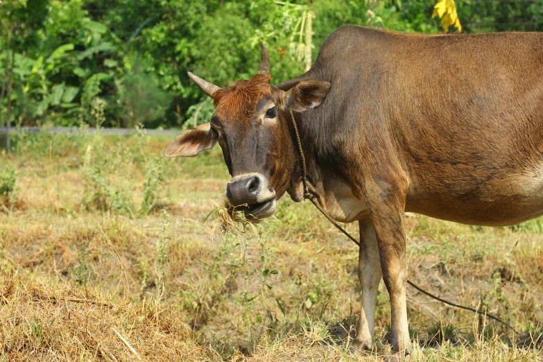 a bull standing next to a tree in the grass