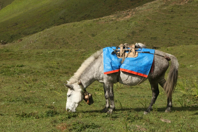 a donkey in a field wearing a harness